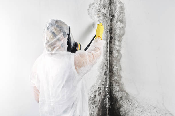 Best Professional water damage repair  in USA